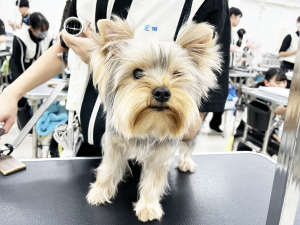 １年生のトリミング♪